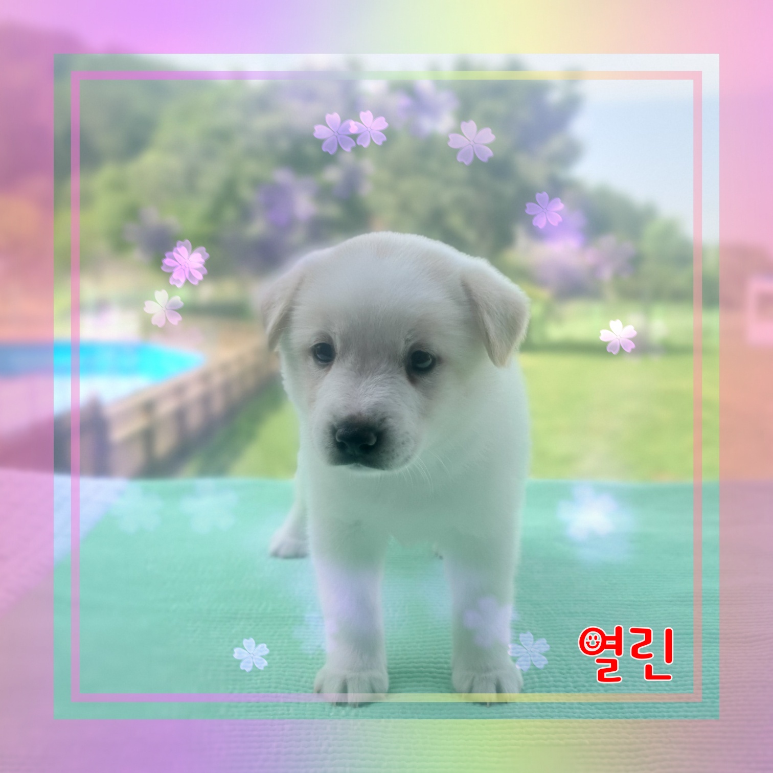 군산유기동물보호센터_445467202300949